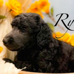 Rye - Silver male Poodle puppy in Greenville, North Carolina from Grace Poodles