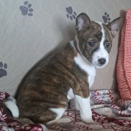 Purple Collar Girl 1 - Brindle and white female Basenji puppy in Tuttle, Oklahoma from Steadfast Farm (SFF)