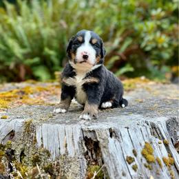 Batman (Green Collar) - Black rust and white male Bernese Mountain Dog puppy in Stanwood, Washington from Butter Cup Pups and Paws