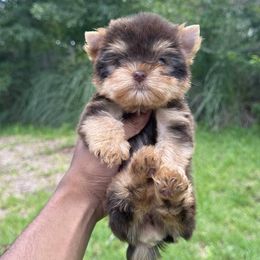 Yorkshire Terrier Puppies from Ja'Dor Yorkies