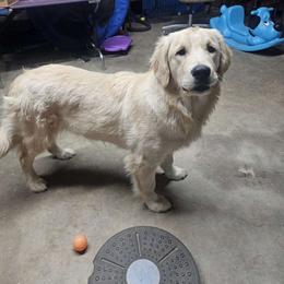 Heather - Golden female Golden Retriever puppy in Niles, Michigan from Family Raised Goldens
