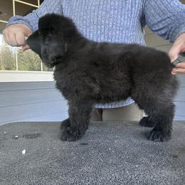 Boy 3 - Black male Newfoundland puppy in Bellingham, Washington from Salish Sea Newfoundlands