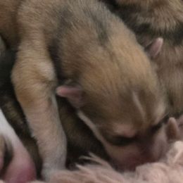 Boy No.3 'CHIP' - Wolf sable male Pomsky puppy in Norfolk, Virginia from 'Brick'House Couture Pomskies