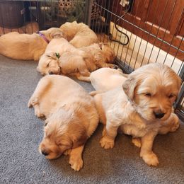 Boy 5 - Golden Golden Retriever puppy in Payson, Arizona from Bullet Retrievers