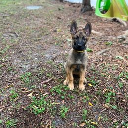 Yellow - Fawn Belgian Malinois puppy in Greenacres, Florida from Belgian Herder kennel