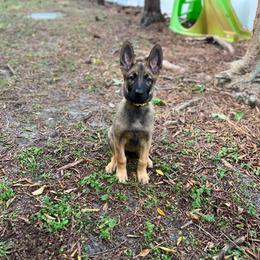 Yellow - Fawn Belgian Malinois puppy in Greenacres, Florida from Belgian Herder kennel
