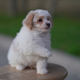 Cockapoo Puppies from Eden Dog