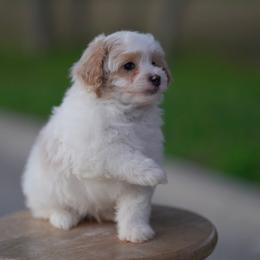 Cockapoo Puppies from Eden Dog