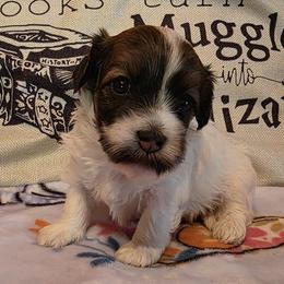 Spot - Chocolate male Havanese puppy in Deer Park, Washington from Mt. Top Havanese