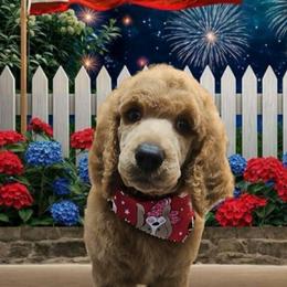 Cassandra - Red  female Poodle puppy in Clearwater, Florida from Poodle Majesty