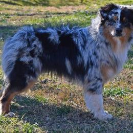 Shade - Miniature Australian Shepherd