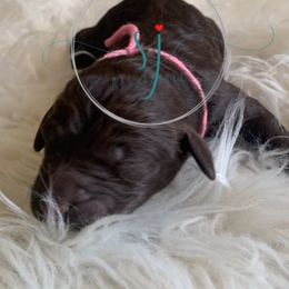 Goldendoodles and Poodles from SJ Mac Doodles