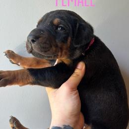 Cookie - Black and rust female Doberman Pinscher puppy in Wellington, Ohio from Jessie (TDD, llc)