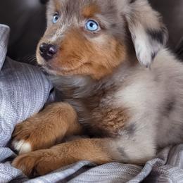 Australian Shepherd and Pomeranian Puppies from Sandy Aussie's