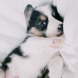 American Corgi and Pembroke Welsh Corgi Puppies from San Diego Corgi Haven