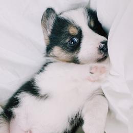 American Corgi and Pembroke Welsh Corgi Puppies from San Diego Corgi Haven