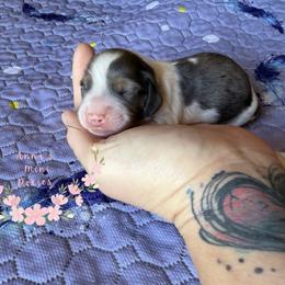 Cedar - Dapple male Dachshund puppy in Pope, Mississippi from Anna’s Mini Doxies