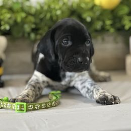 Green - Black and white male German Shorthaired Pointer puppy in Newton Grove, North Carolina from Wayalife Labradors & Gsp’s