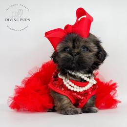 Qwen - Brindle female Shih Tzu puppy in League City, Texas from Divine Pups