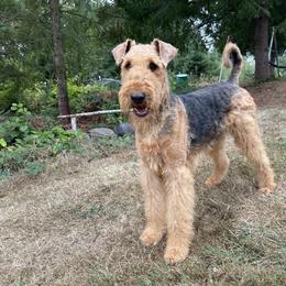 Airedale Terrier Puppies from Seaquest Airedales