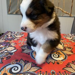 Gnocchi - Black tri-color Australian Shepherd puppy in Orlando, Florida from Catalina Aussies