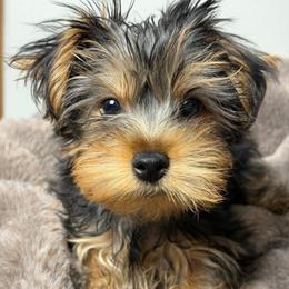 Cairo - Black and gold male Yorkshire Terrier puppy in Palmdale, California from Pucci Pawfect