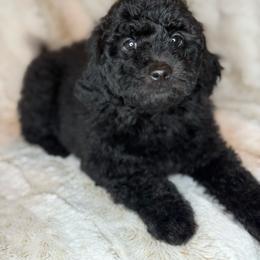 Felix - Black male Goldendoodle puppy in Litchfield, Connecticut from Gracie Doodles CT