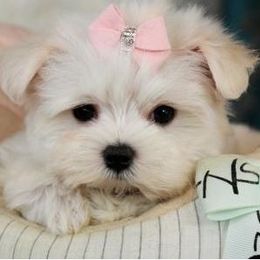 Maltese Puppies from Franny's Maltese Puppies
