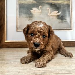 Peaches - Red  female Goldendoodle puppy in Alamance County, North Carolina from Doodle Squad Puppies