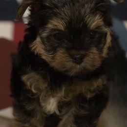 Yorkshire Terriers from Mckeever's Yorkies