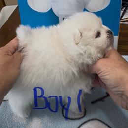 Boy 1 - White male Pomeranian puppy in Cullman, Alabama from Dixie Darlings Pomeranians