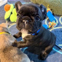 Roman - Brindle and white male French Bulldog puppy in Neenah, Wisconsin from Mimosa Acres French Bulldogs LLC