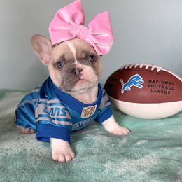 Biff - Fawn and white female French Bulldog puppy in Sterling Heights, Michigan from Freshwater Frenchies