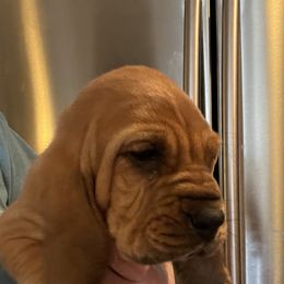 Bloodhound Puppies from Tamaron Ranch Bloodhounds