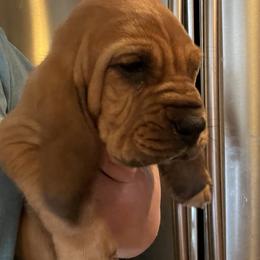 Bloodhound Puppies from Tamaron Ranch Bloodhounds