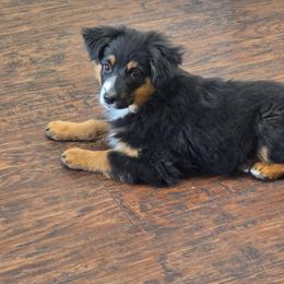 Videa - Black tri-color female Australian Shepherd puppy in Copperas Cove, Texas from Hidden Leaf Aussies