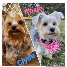Roxie - Companion Cross
