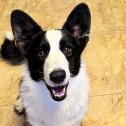 Ozzy - Black and white female Cardigan Welsh Corgi puppy in Casper, Wyoming from Flying Note Shorties