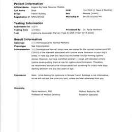 French Bulldog All Grown Up from YSetteL French Bulldogs