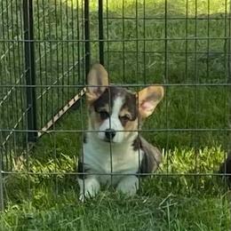 Australian Shepherd and Pembroke Welsh Corgi Puppies from Mallory Pembroke Welsh Corgis And Australian Shepherds