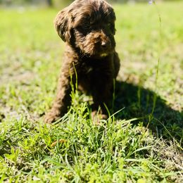 Aussiedoodle and Goldendoodle Puppies from Dream Hollow Farm