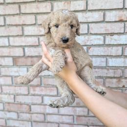 Orange - Apricot male Goldendoodle puppy in Prattville, Alabama from Jericho Junction Doodles and Poodles