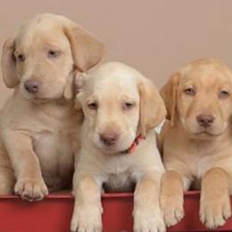 Dilute Retrievers and Labrador Retrievers from Labrador Retriever Puppies