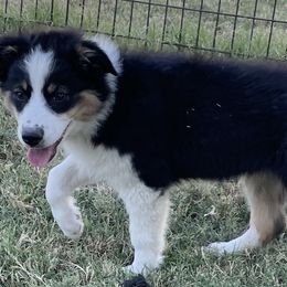 Boy 5 - Black Australian Shepherd puppy in Blum, Texas from 4P Poteet Farms