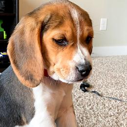 Beagles from Brittney Knackstedt