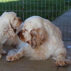 Clumber Spaniel Puppies from Rainsway Clumber Spaniels