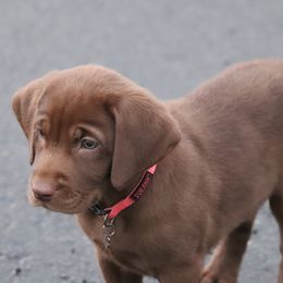 Labrador Retrievers from Merrills Detector Dog Services