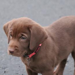 Labrador Retrievers from Merrills Detector Dog Services
