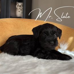 MR SLATE AKC - Black Miniature Schnauzer puppy in Victorville, California from West Coast Royal Miniature Schnauzer