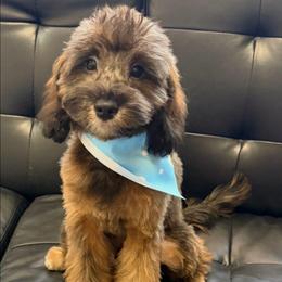 Turbo - Phantom male Goldendoodle puppy in Saint Cloud, Florida from Rising Star Kennels